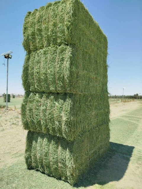 Alfalfa bales